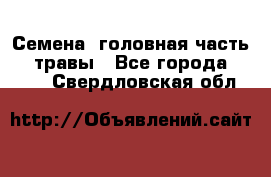 Семена (головная часть))) травы - Все города  »    . Свердловская обл.